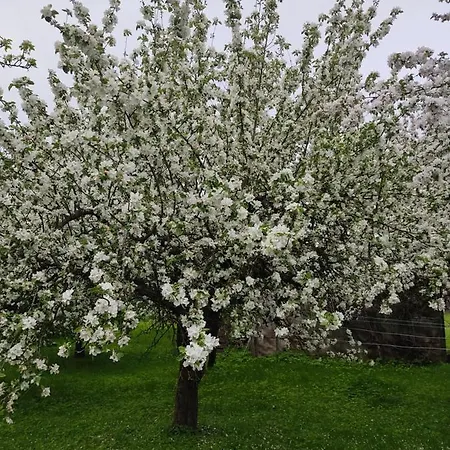 Agroturystyka Eltado Lejlighed Pieckowo